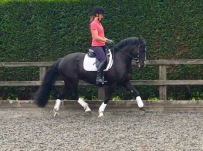 Schooling and Holiday Livery Stables